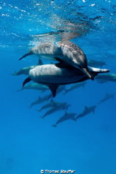 playing with dolphins by Thomas Stauffer 